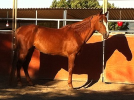 Photograph of horse at Chabot Equestrian Center Stables.